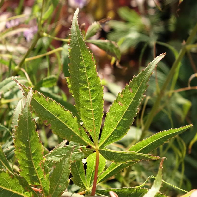 Acer palmatum Koto-No-Ito - Japanese Maple (Foliage)