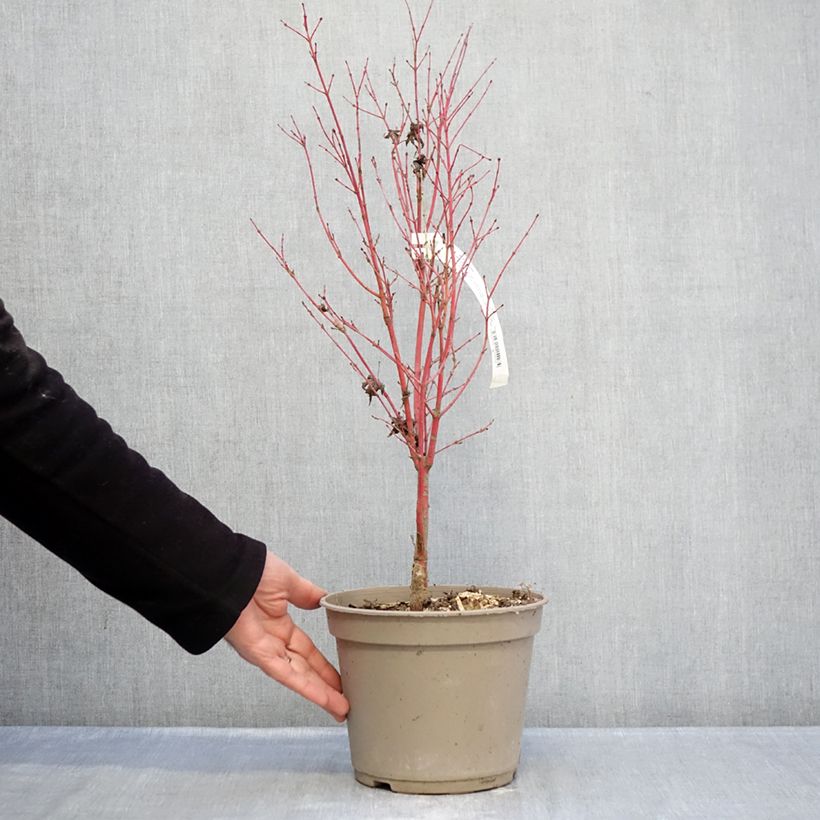 Acer palmatum Red Wood - Japanese maple 4L/5L pot sample as delivered in winter