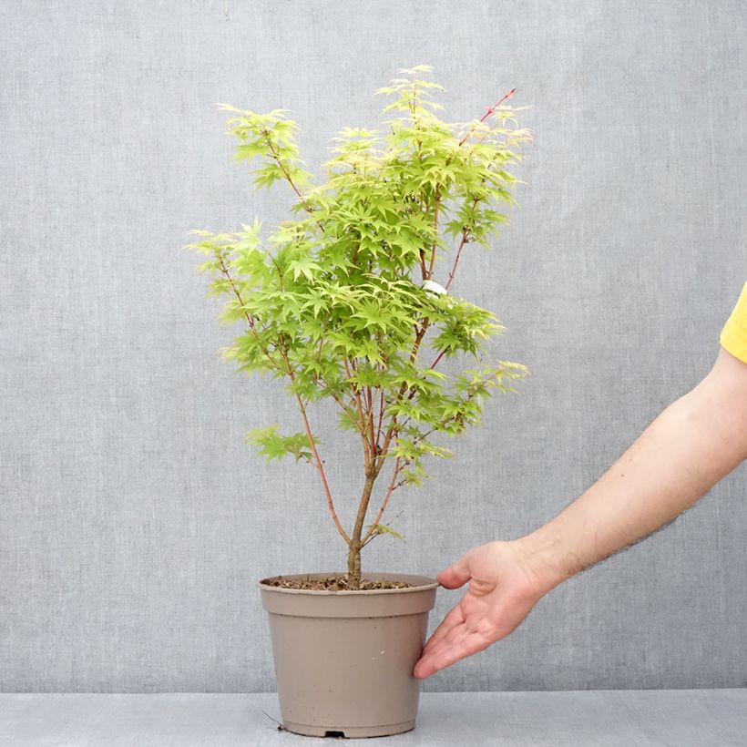 Acer palmatum Red Wood - Japanese maple 4L/5L pot sample as delivered in spring