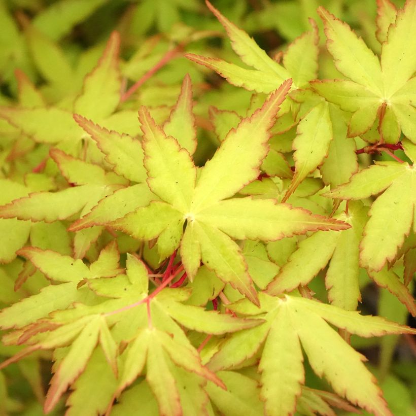 Acer palmatum Ueno Yama - Japanese maple (Foliage)