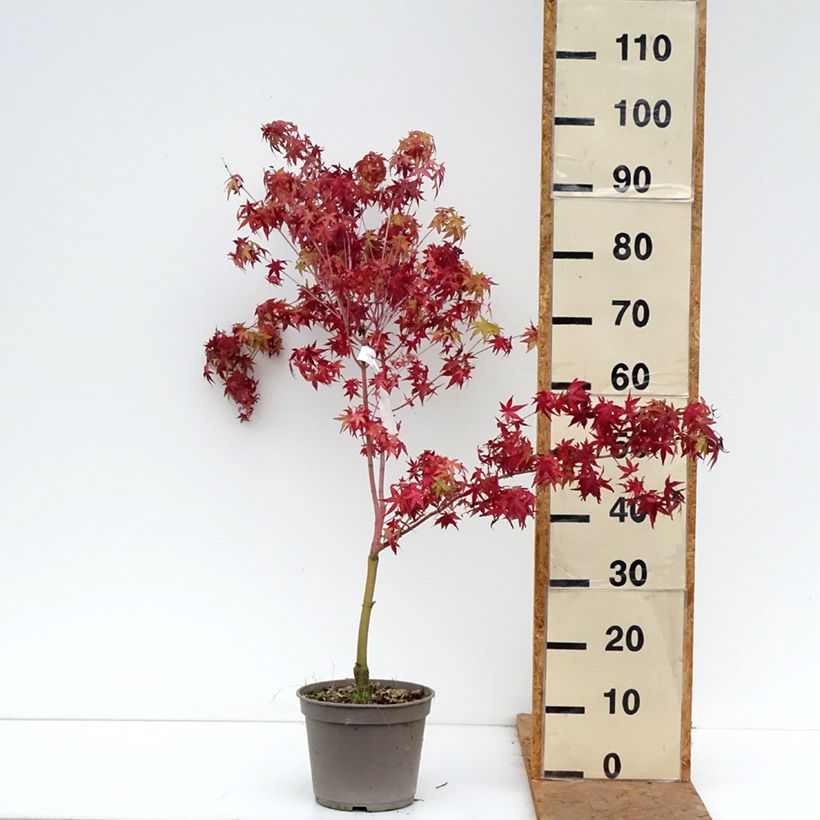 Acer palmatum Ueno Yama - Japanese maple 4L/5L pot sample as delivered in autumn