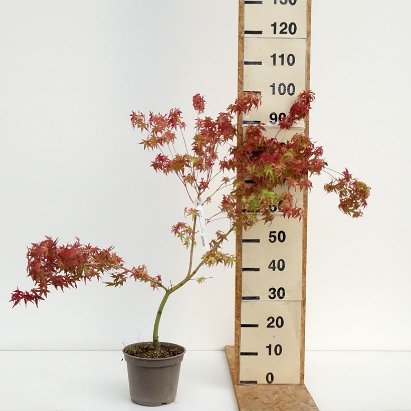 Acer palmatum Ueno Yama - Japanese maple 4L/5L pot sample as delivered in summer