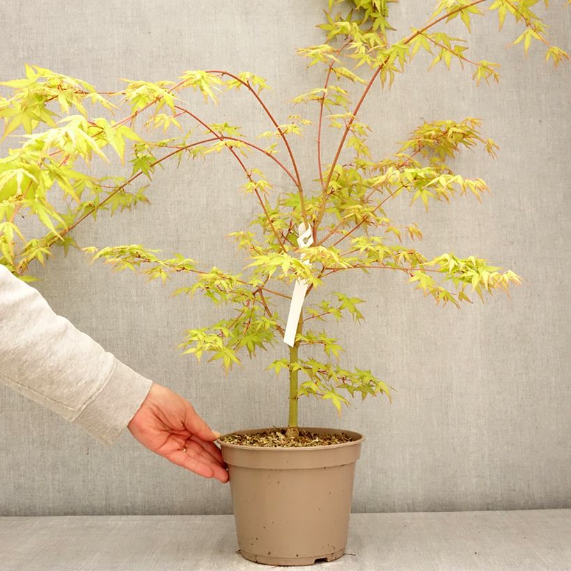 Acer palmatum Ueno Yama - Japanese maple 4L/5L pot sample as delivered in spring