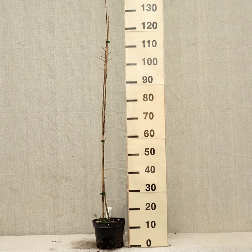 Acer Orientalia Minorient - Maple 3L/4L pot sample as delivered in spring