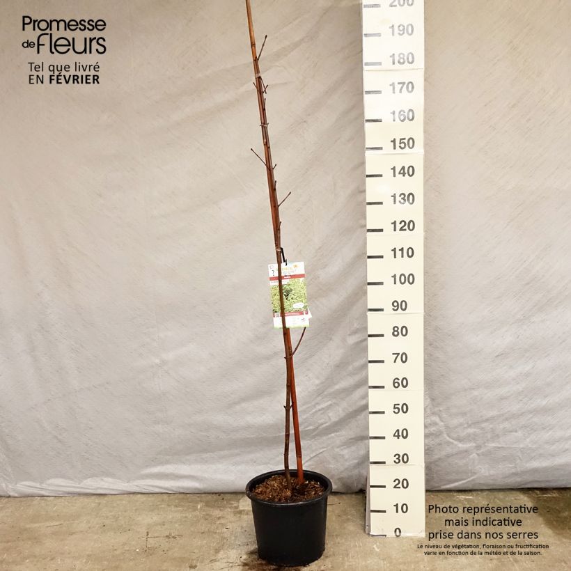 Acer platanoides Drummondii - Maple 7.5L/10L pot sample as delivered in winter