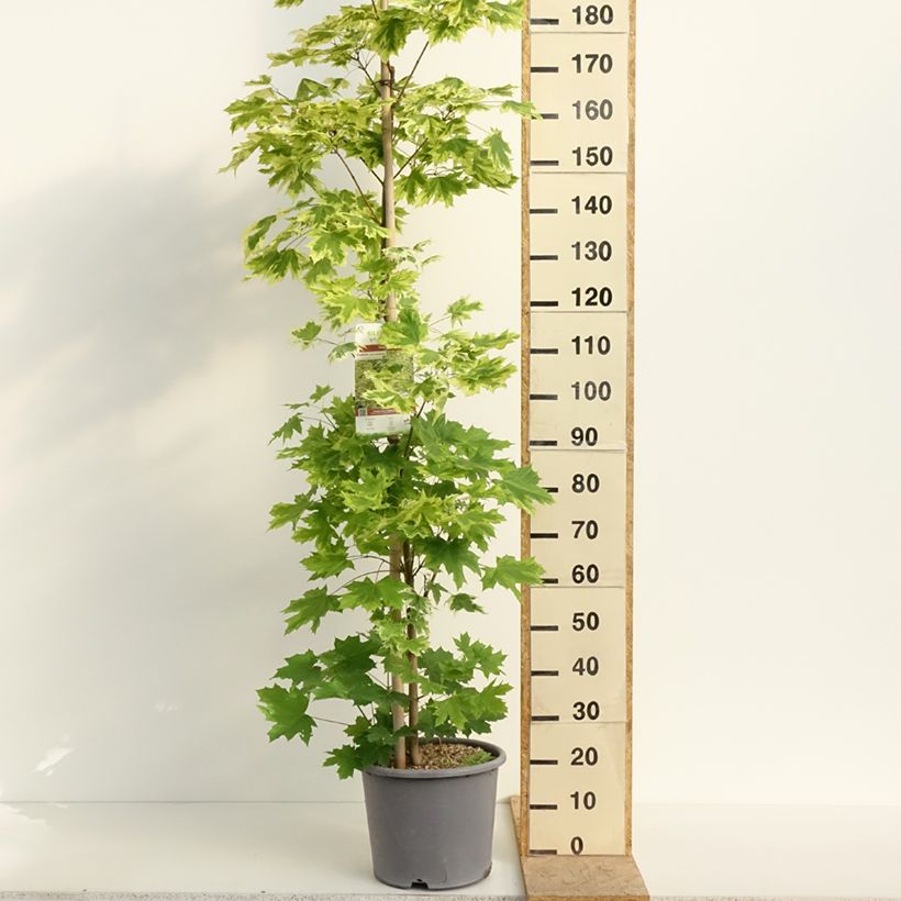 Acer platanoides Drummondii - Maple 7.5L/10L pot, Sapling sample as delivered in spring