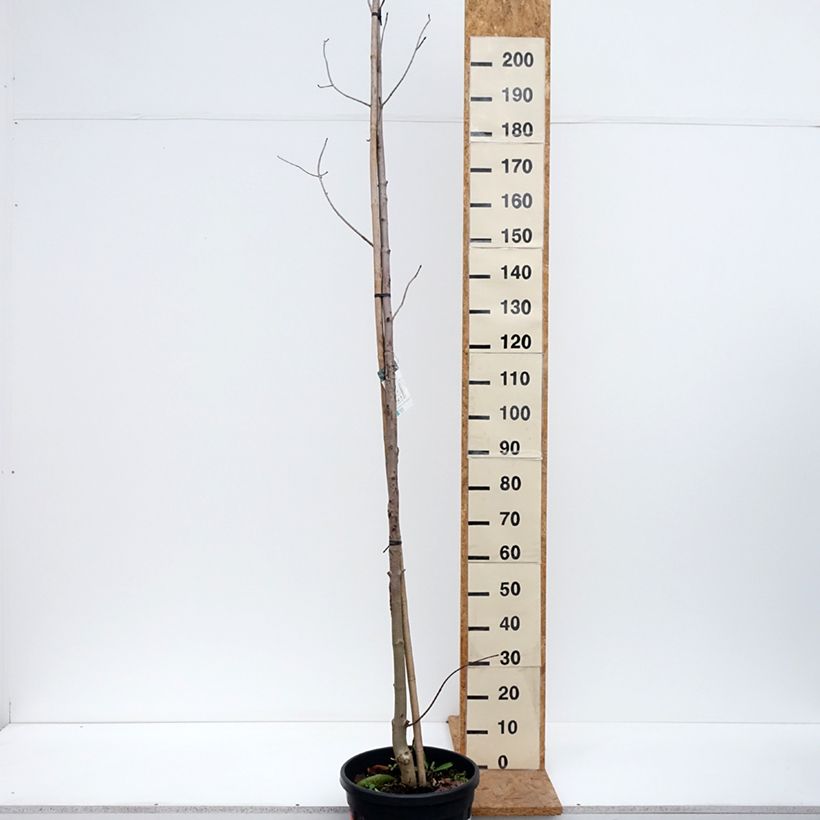 Acer platanoides Crimson King - Maple 20L/25L pot sample as delivered in autumn