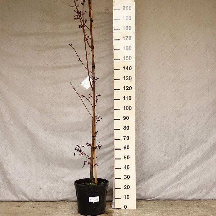 Acer platanoides Crimson King - Maple 20L/25L pot sample as delivered in spring