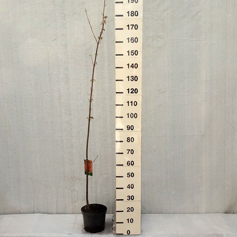 Acer rubrum - Maple 7.5L/10L pot sample as delivered in spring