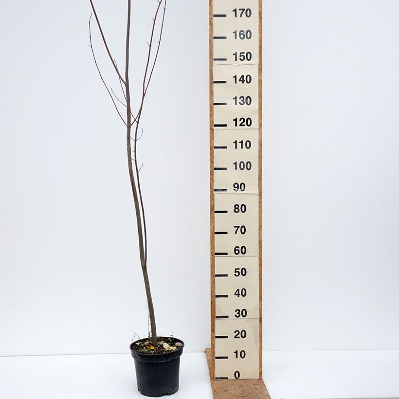 Acer rubrum - Maple 7.5L/10L pot sample as delivered in autumn