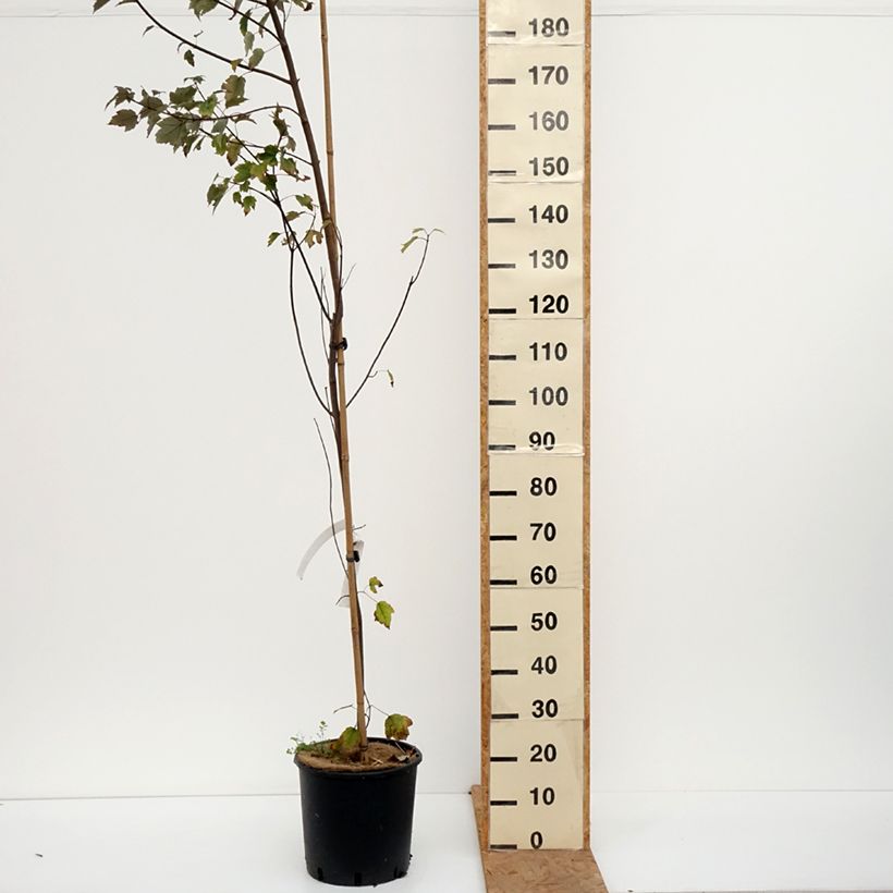 Acer rubrum Summer Red - Maple 7.5L/10L pot sample as delivered in autumn