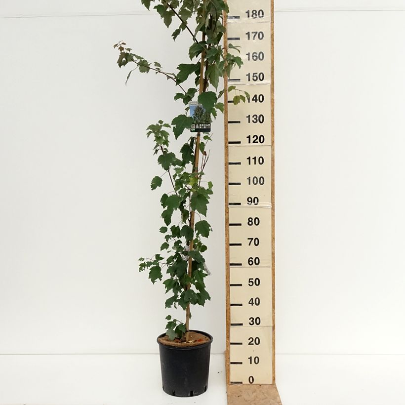 Acer rubrum Summer Red - Maple 7.5L/10L pot sample as delivered in summer