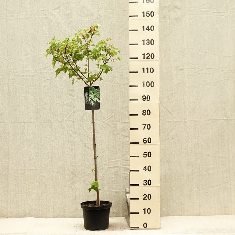 Acer pseudoplatanus Brilliantissimum - Maple 4L/5L pot sample as delivered in summer