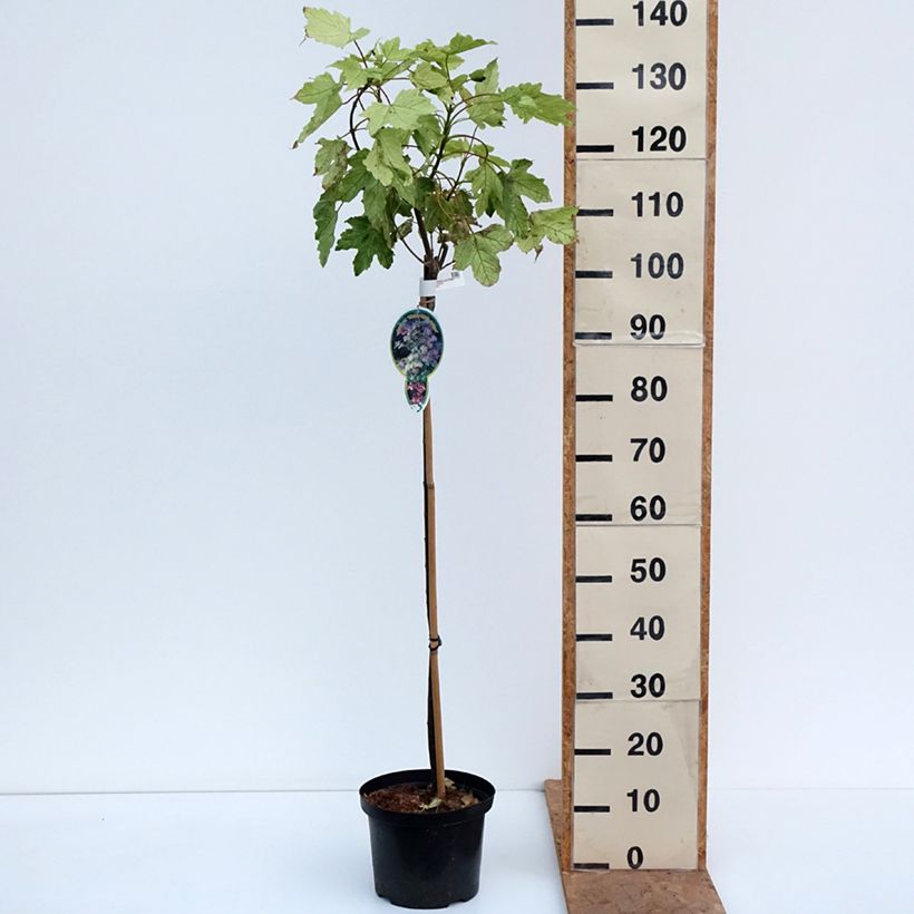 Acer pseudoplatanus Simon-Louis Frères - Sycamore maple 4L/5L pot sample as delivered in autumn