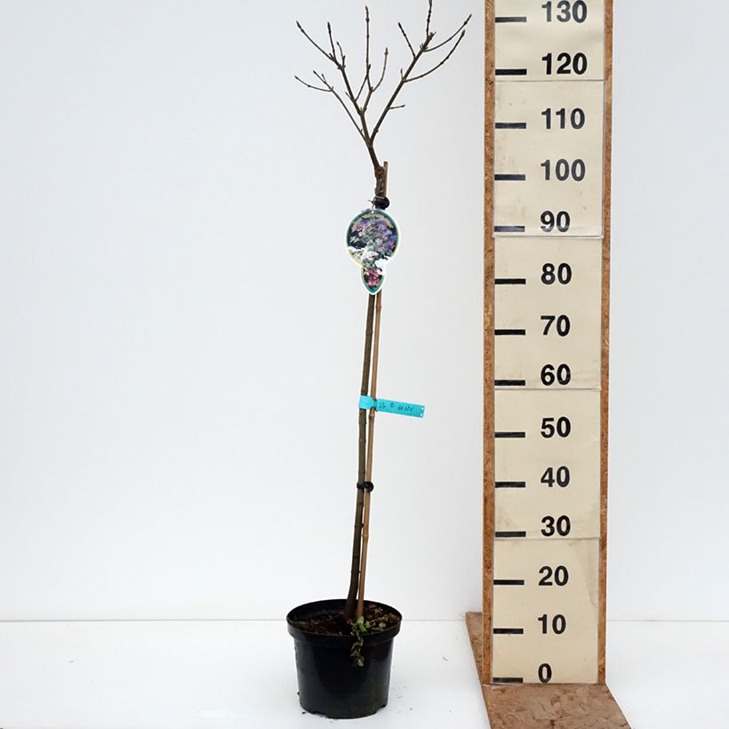 Acer pseudoplatanus Simon-Louis Frères - Sycamore maple 4L/5L pot, Standard sample as delivered in winter