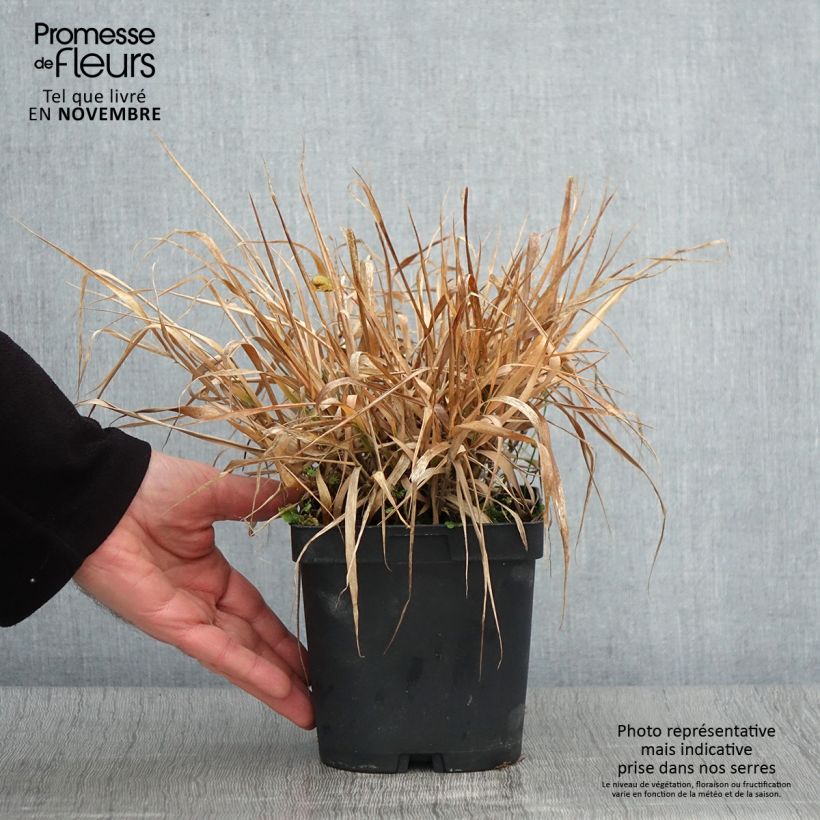 Eragrostis spectabilis 1.5L/2L pot sample as delivered in autumn
