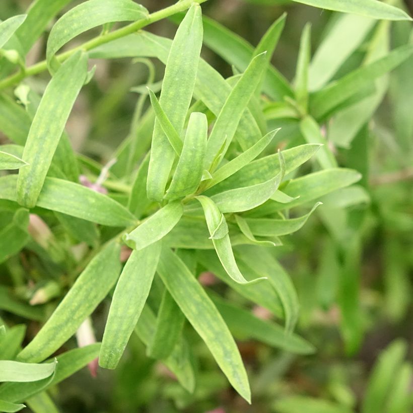 Eremophila laanii - Emu bush (Foliage)