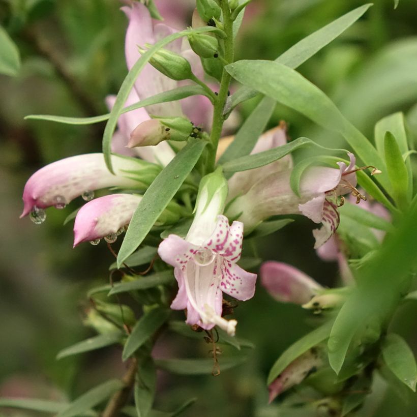 Eremophila laanii - Emu bush (Flowering)