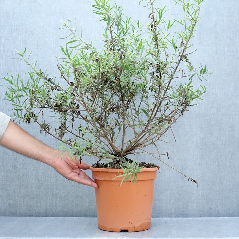 Eremophila laanii - Laan's emu bush 7.5L/10L pot sample as delivered in summer
