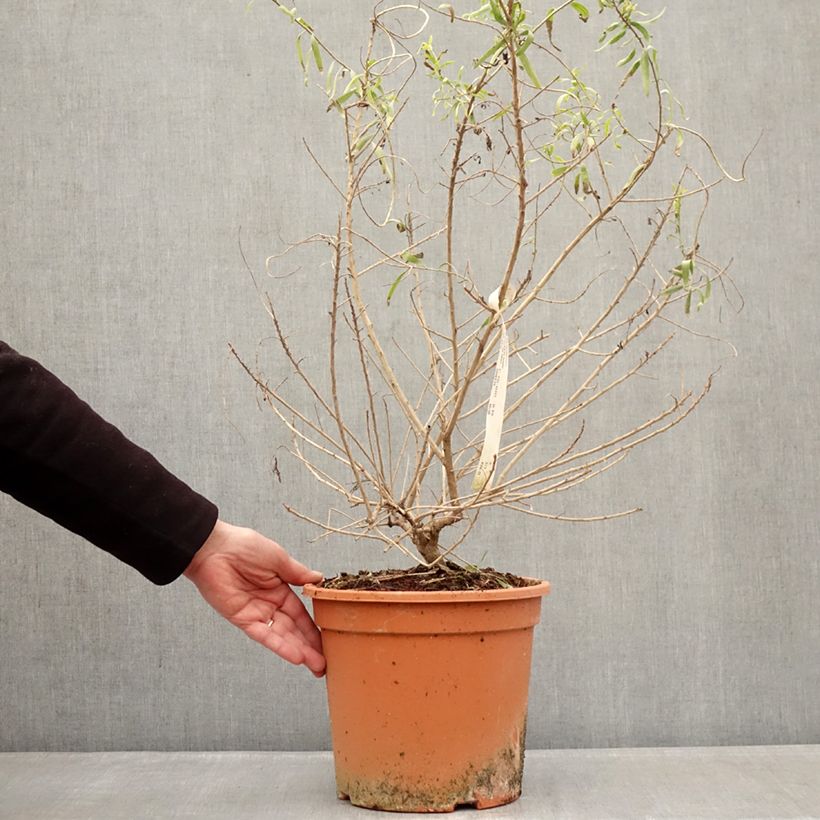 Eremophila laanii -  Emu bush 7.5L/10L pot sample as delivered in winter