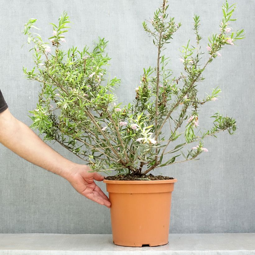 Eremophila laanii - Laan's emu bush 7.5L/10L pot sample as delivered in spring