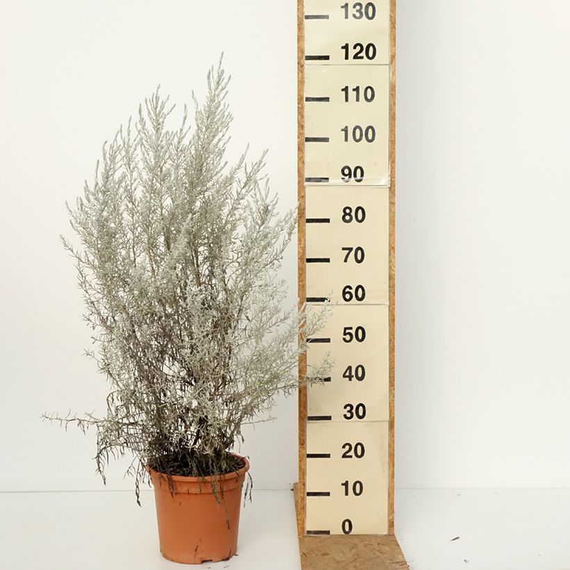 Eremophila nivea 7.5L/10L pot sample as delivered in autumn