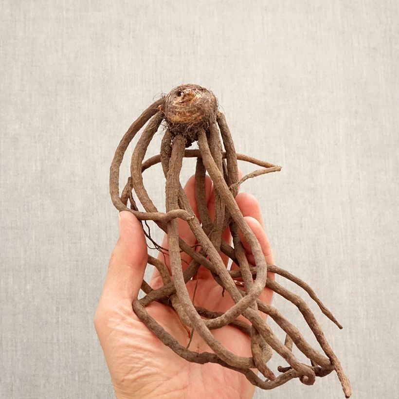 Eremurus bungei - Foxtail Lily Bulb size I sample as delivered in spring