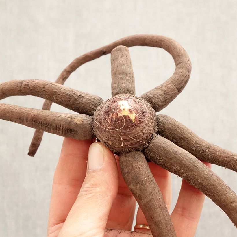 Eremurus isabellinus Pinokkio - Foxtail Lily Bulb size I sample as delivered in spring