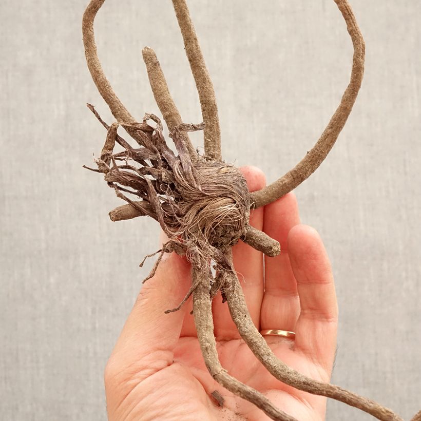 Eremurus robustus - Foxtail Lily Bulb size I sample as delivered in spring