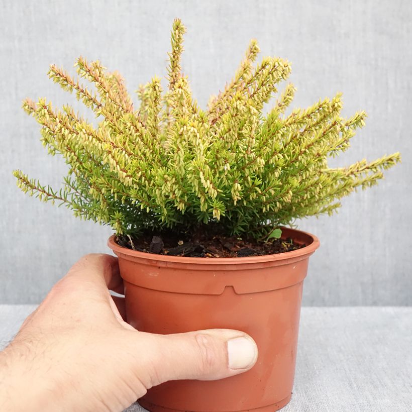 Erica x darleyensis Marie Helen - Winter Heath 1L/1.5L pot sample as delivered in autumn