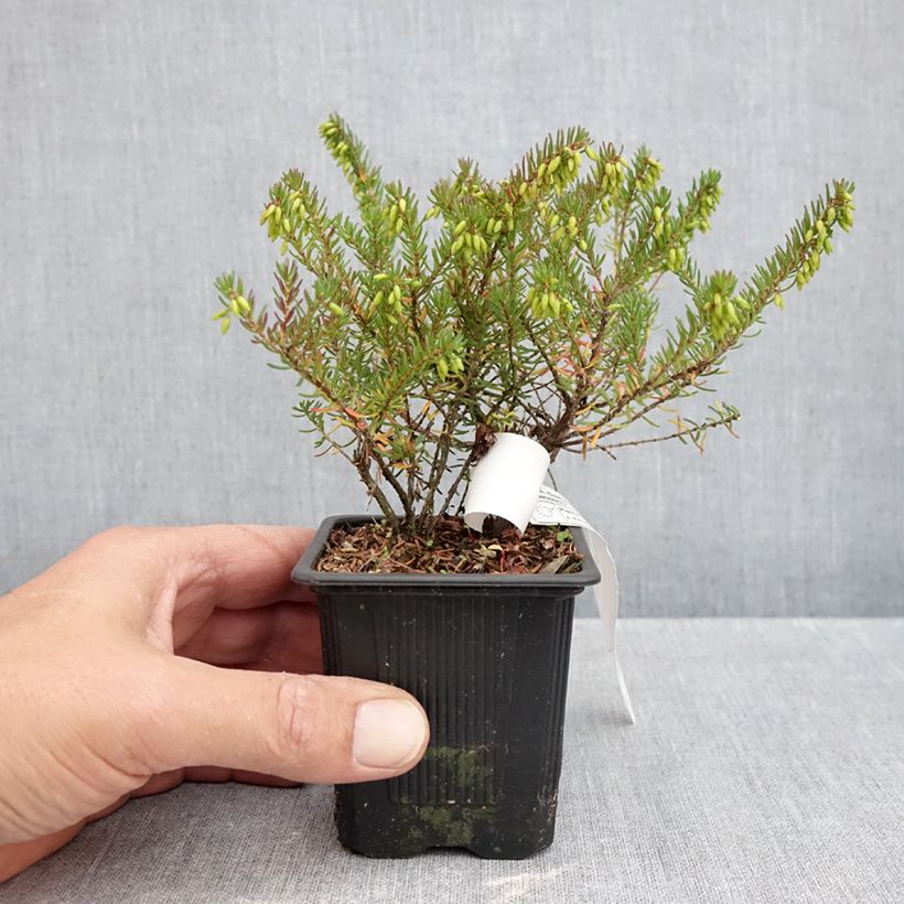 Erica darleyensis Tyann - Winter Heath 8/9 cm pot sample as delivered in autumn
