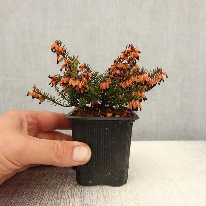 Erica darleyensis Tyann - Winter Heath 8/9 cm pot sample as delivered in spring