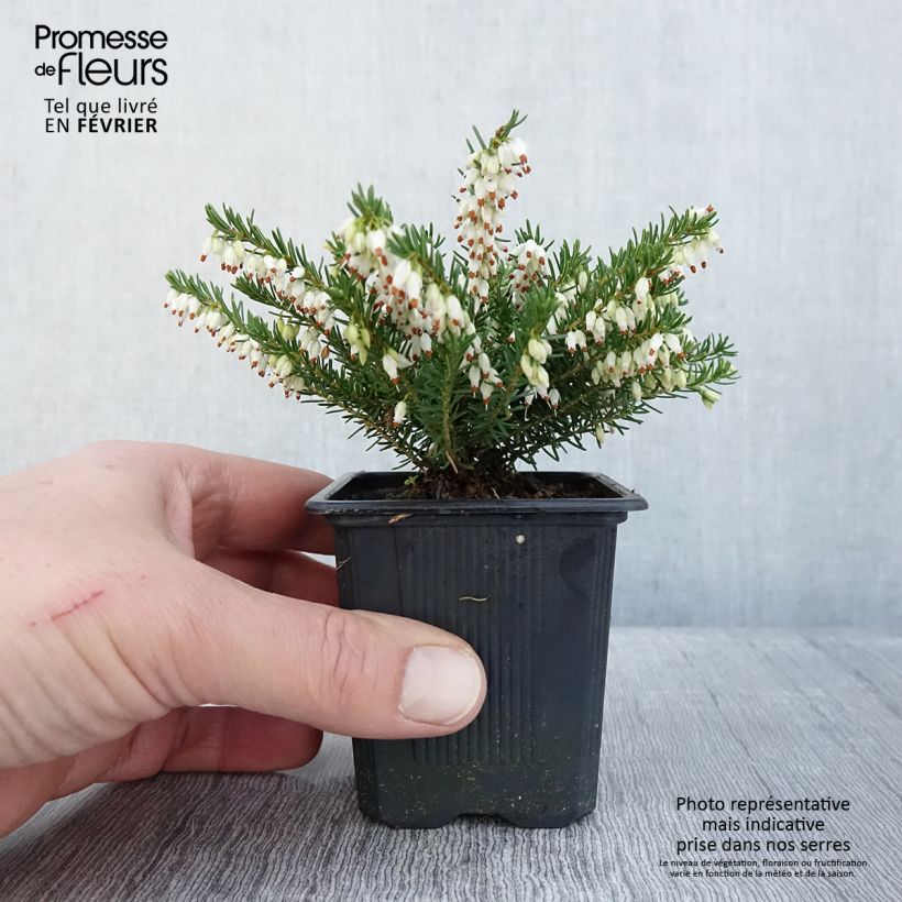 Erica x darleyensis White Glow - Winter Heath 8/9 cm pot sample as delivered in winter