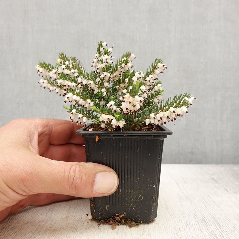 Erica x darleyensis White Glow - Winter Heath 8/9 cm pot sample as delivered in spring