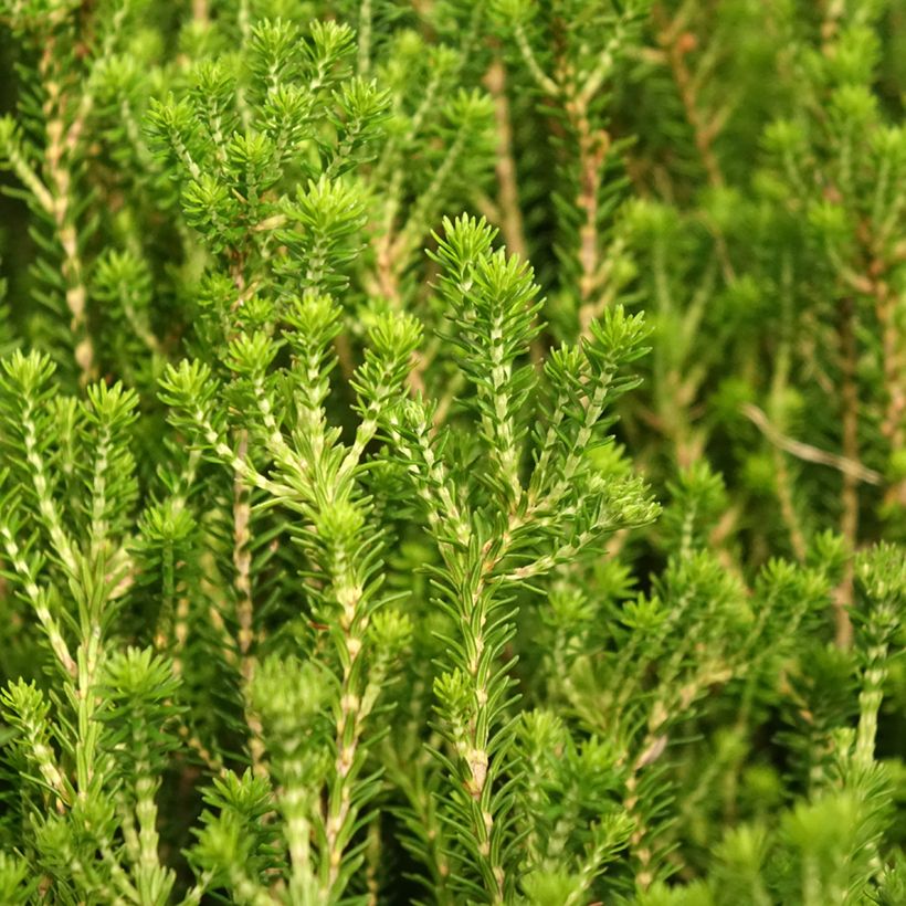 Erica terminalis - Corsican Heath (Foliage)