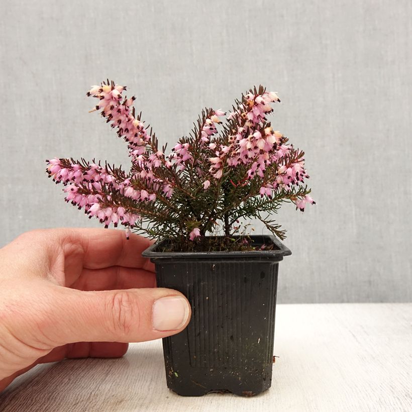 Erica darleyensis Spring Surprise - Winter Heath 8/9 cm pot sample as delivered in spring