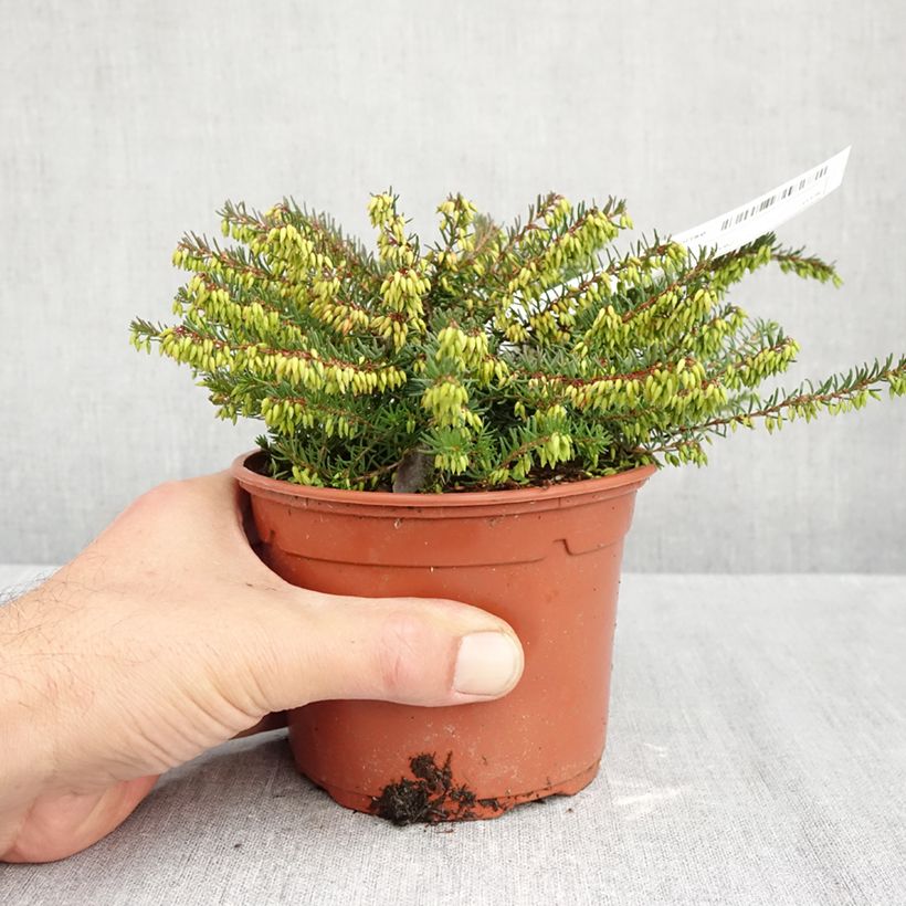 Erica darleyensis Spring Surprise - Winter Heath 1L/1.5L pot sample as delivered in autumn