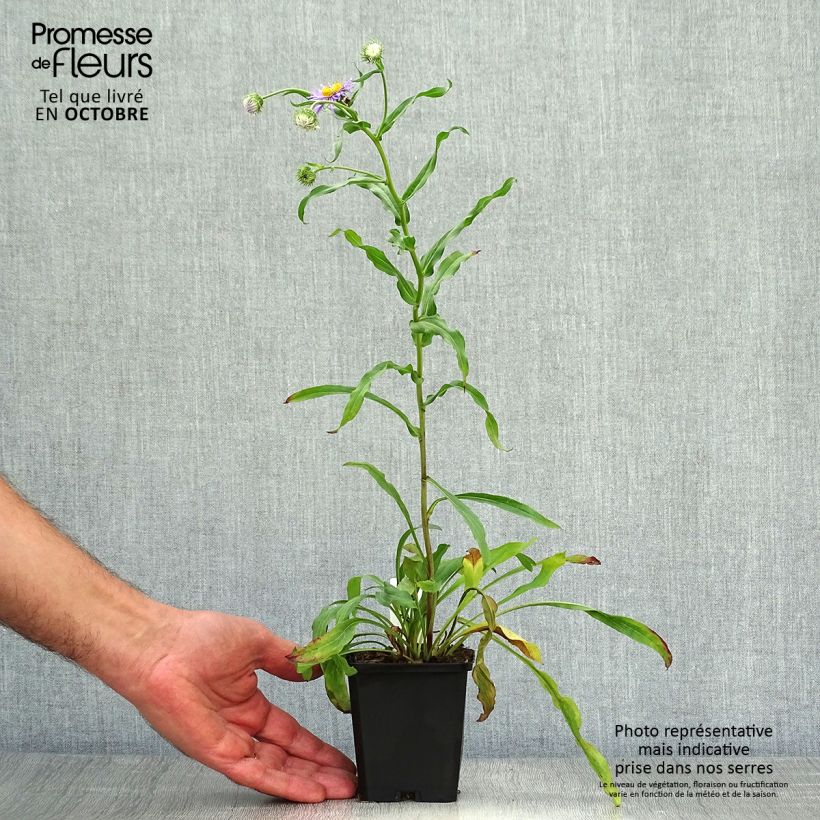 Erigeron speciosus Azure Beauty 8/9 cm pot sample as delivered in autumn