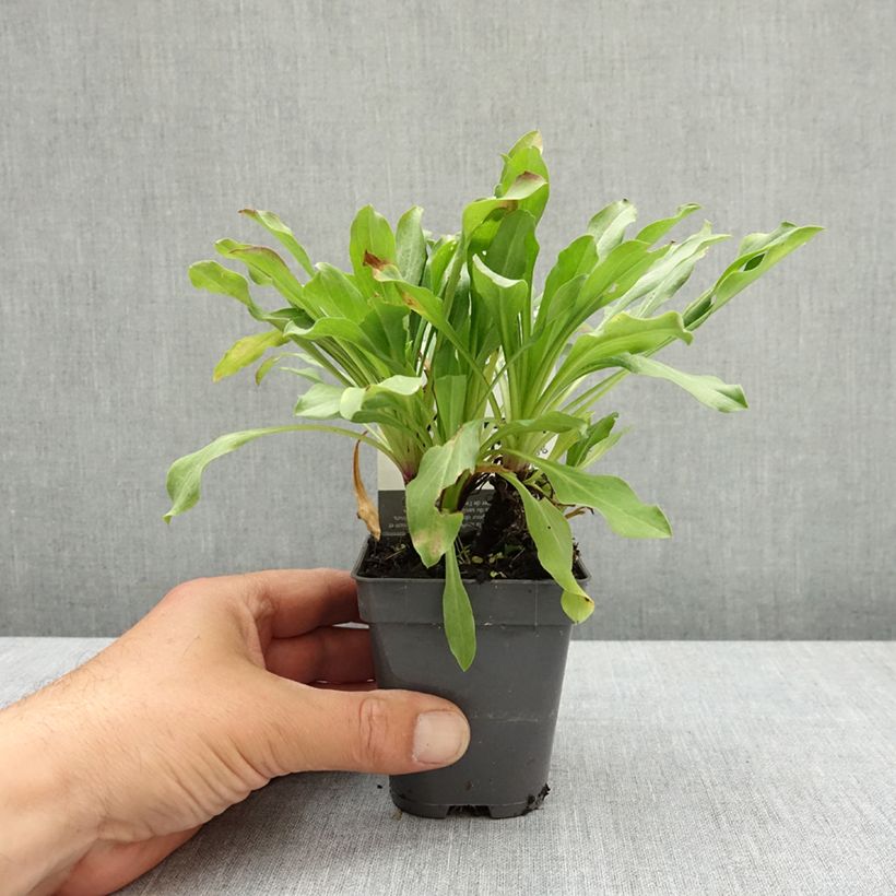Erigeron Dignity 8/9 cm pot sample as delivered in spring
