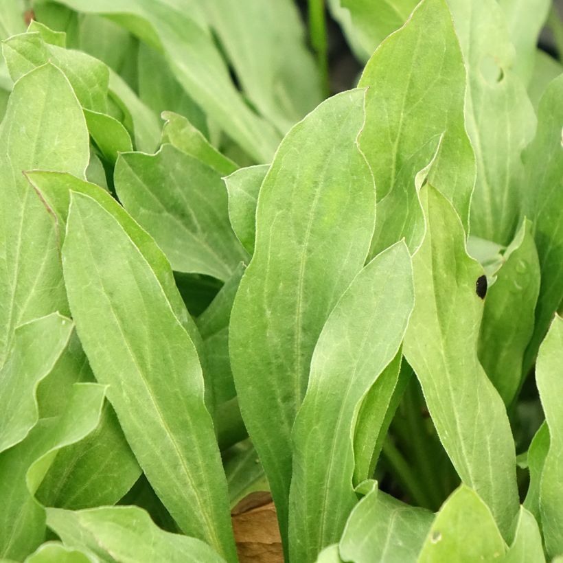 Erigeron Dignity (Foliage)