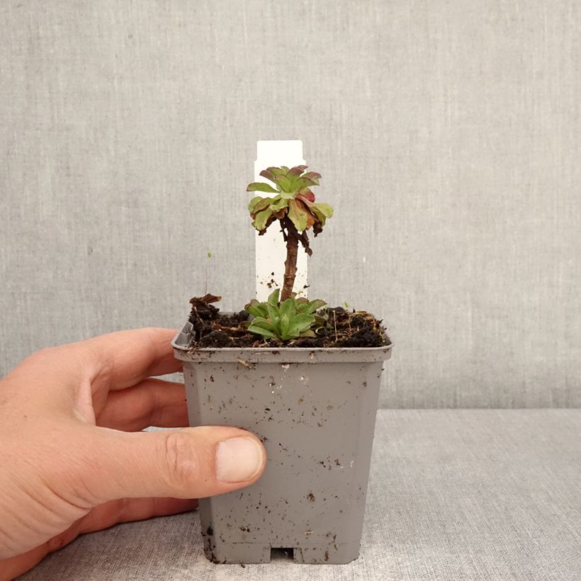 Erigeron glaucus Sea Breeze 8/9 cm pot sample as delivered in spring