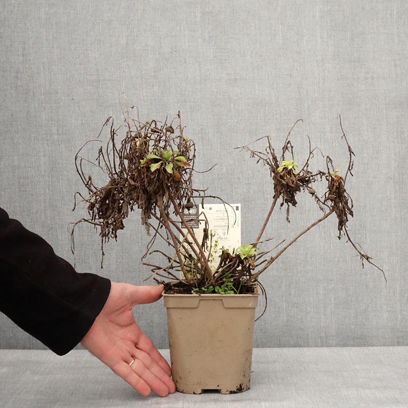 Erigeron glaucus Sea Breeze 2L/3L pot sample as delivered in winter