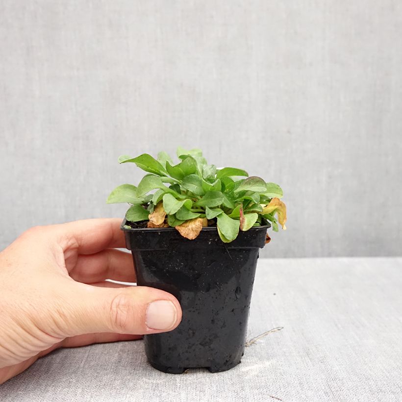 Erigeron glaucus 8/9 cm pot sample as delivered in autumn