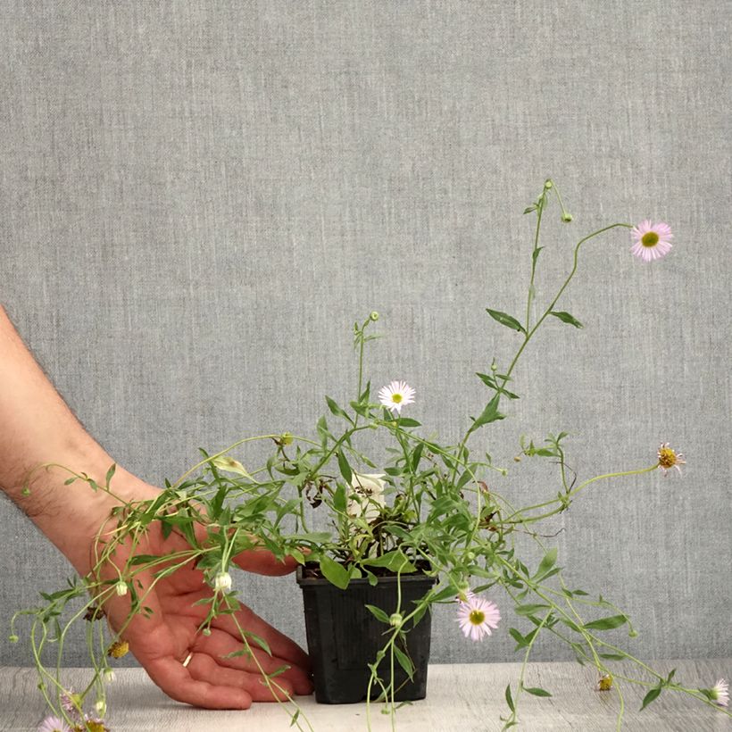 Erigeron karvinskianus Lavender Lady 8/9 cm pot sample as delivered in summer