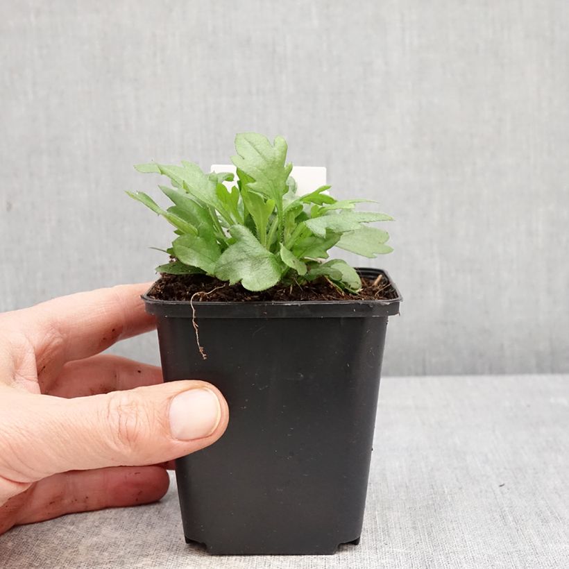 Erigeron karvinskianus 7/8 cm pot sample as delivered in spring