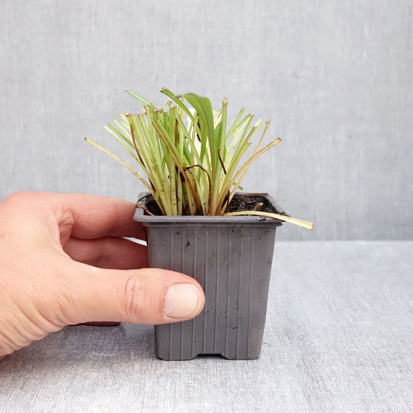 Erigeron Quakeress 8/9 cm pot sample as delivered in autumn