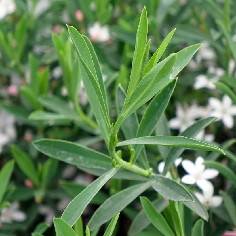 Philotheca myoporoides Flower Girl Pink - Eriostemon myoporoides (Foliage)