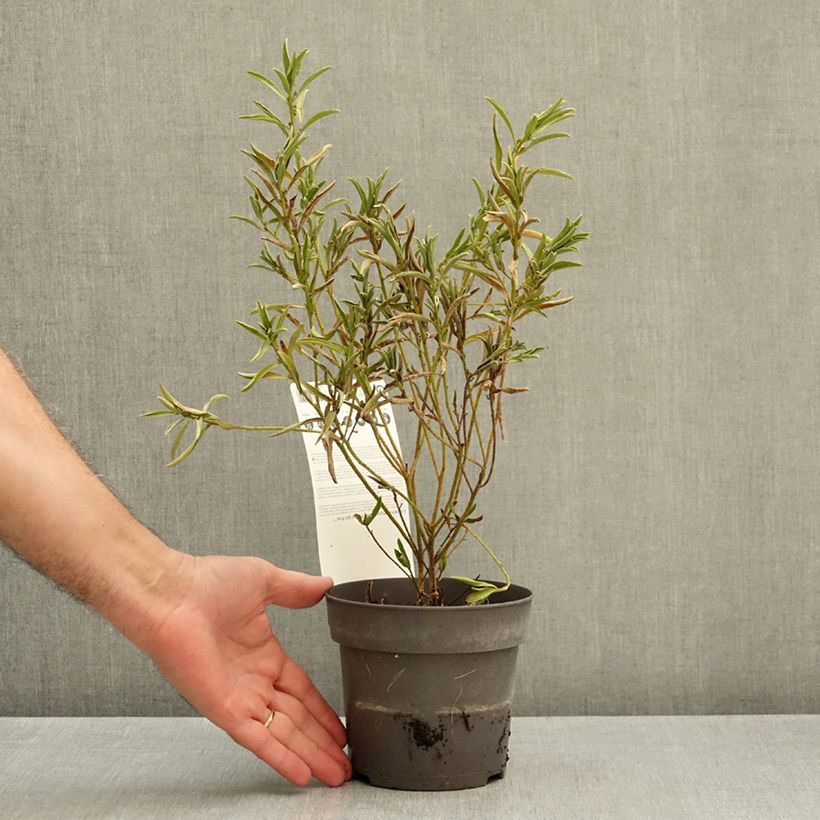 Philotheca myoporoides Flower Girl Pink - Eriostemon myoporoides 1L/1.5L pot sample as delivered in autumn
