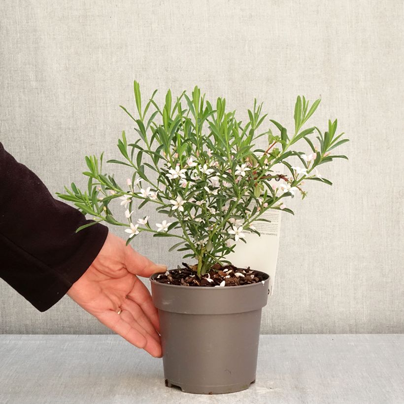 Philotheca myoporoides Flower Girl Pink - Eriostemon myoporoides 1L/1.5L pot sample as delivered in spring