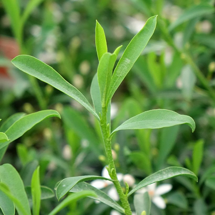 Philotheca myoporoides Flower Girl White (Foliage)